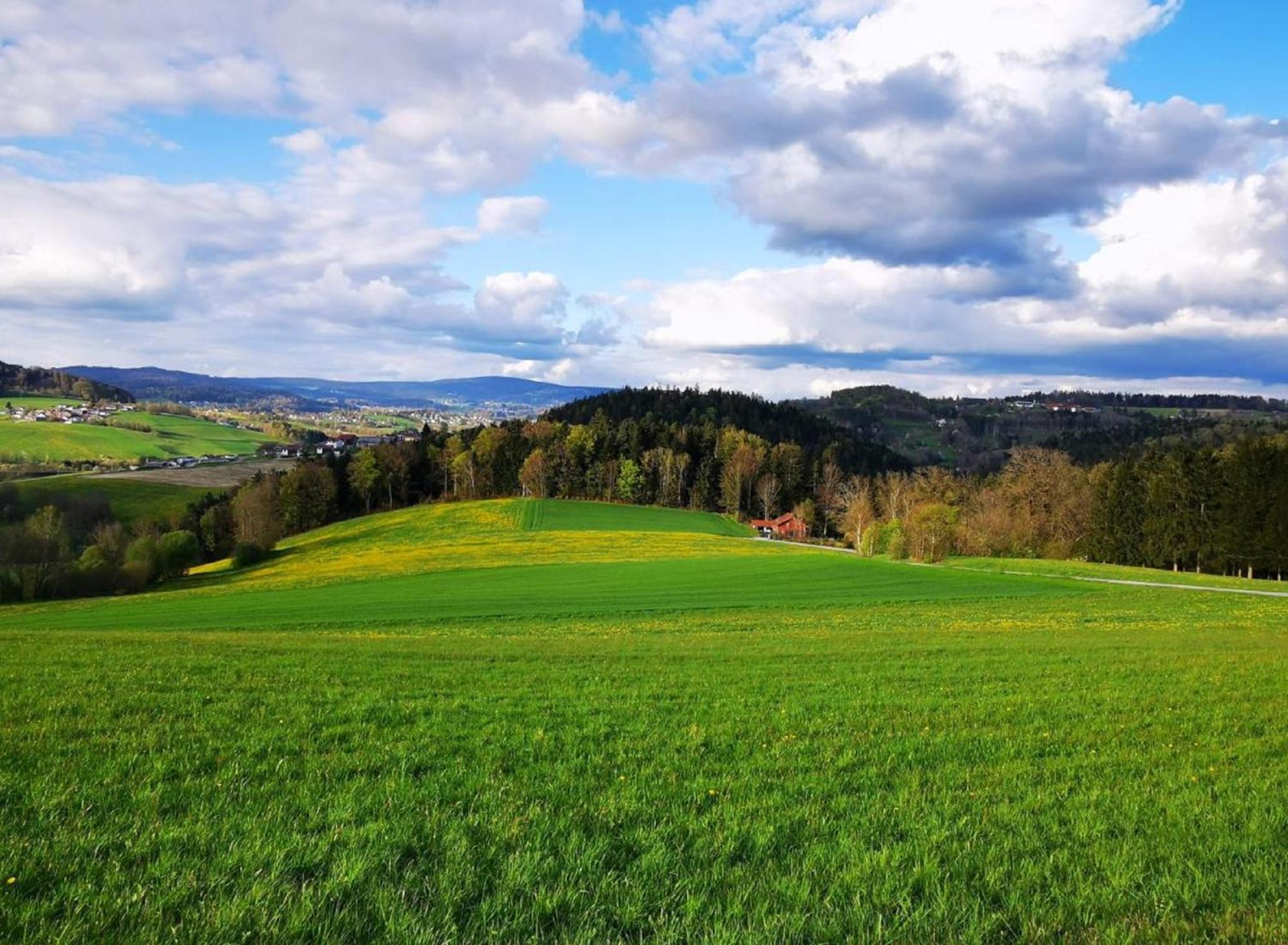 Ferienwohnung Am Woid - Herrliche Alleinlage - Vegane Einrichtung Waldkirchen Exterior photo
